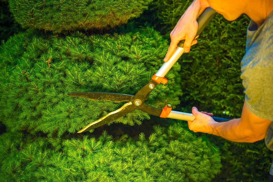 Tree pruning and trimming in St. Cloud, FL