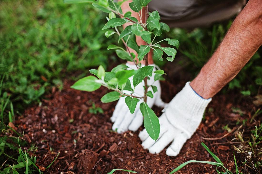 Tree and landscape work in Haines City, FL